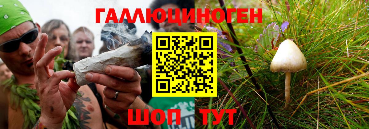Псилоцибиновые грибы Psilocybine cubensis Карабулак